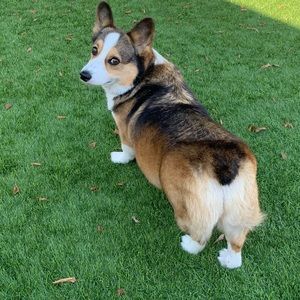 Meet your Posher, Susan